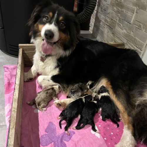 Chiots berger australien lof #1