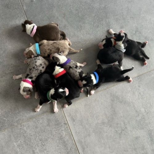 Chiots berger australien lof