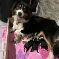 Chiots berger australien lof #1