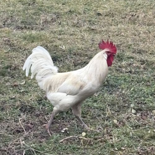 Coq azur/barbezieux #0