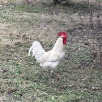 Coq azur/barbezieux #2