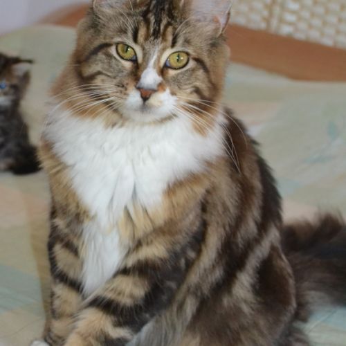 Femelle maine coon loof #2