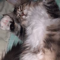 Femelle maine coon loof