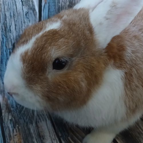 Lapin nain de couleur #0