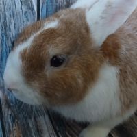 Lapin nain de couleur