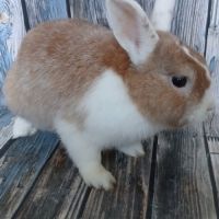 Lapin nain de couleur #2