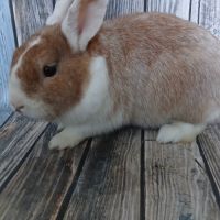 Lapin nain de couleur #3