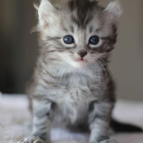 Chatons american curl #1
