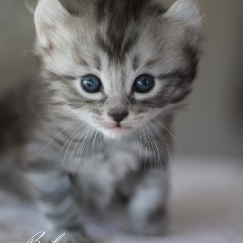 Chatons american curl #0