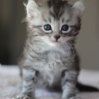 Chatons american curl #1