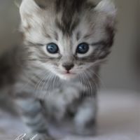 Chatons american curl