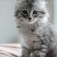 Chatons american curl