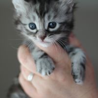 Chatons american curl #3