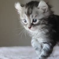 Chatons american curl #4