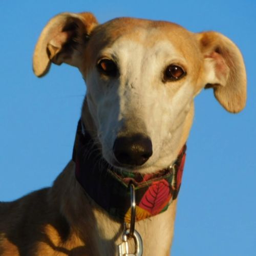 Perla, femelle lévrier espagnol, 7 ans #1