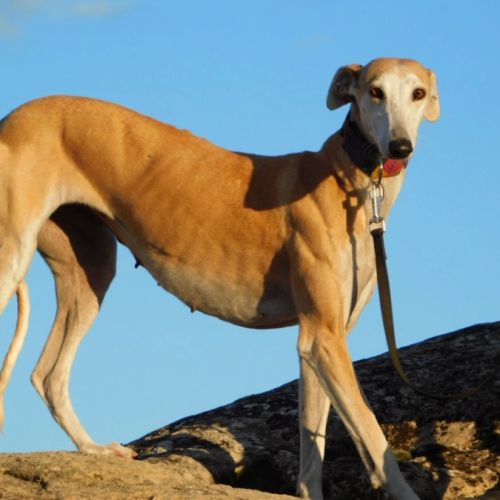 Perla, femelle lévrier espagnol, 7 ans