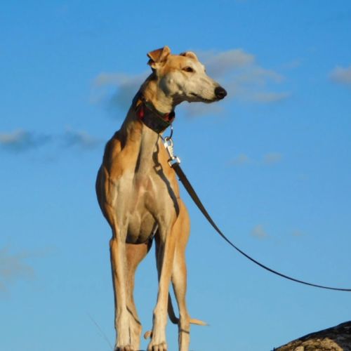 Perla, femelle lévrier espagnol, 7 ans #3