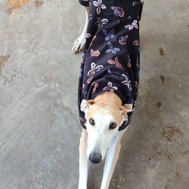 Perla, femelle lévrier espagnol, 7 ans #5