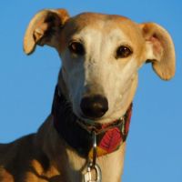 Perla, femelle lévrier espagnol, 7 ans #1