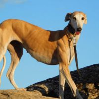 Perla, femelle lévrier espagnol, 7 ans #0