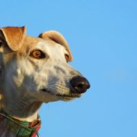 Perla, femelle lévrier espagnol, 7 ans #4