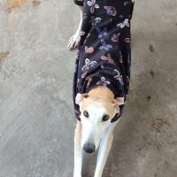 Perla, femelle lévrier espagnol, 7 ans #5