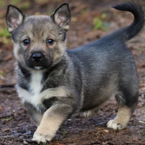 A réserver magnifiques chiots spitz des visigoths