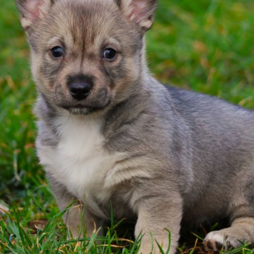 A réserver magnifiques chiots spitz des visigoths #2