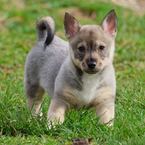 Disponibles magnifiques chiots spitz des visigoths #1