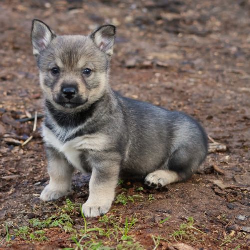 A réserver magnifiques chiots spitz des visigoths #3