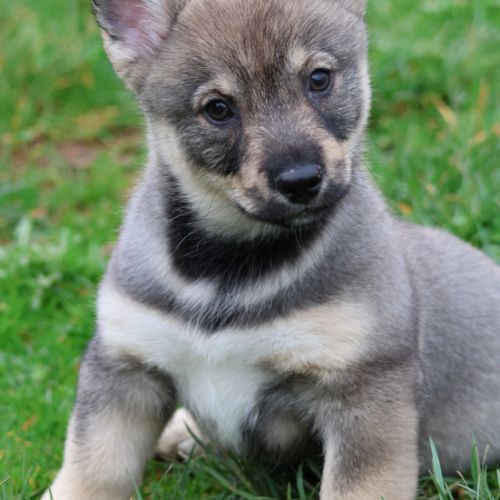 Disponibles magnifiques chiots spitz des visigoths #0