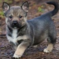 A réserver magnifiques chiots spitz des visigoths #0