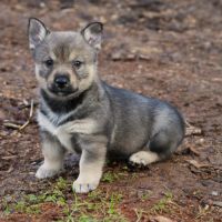 A réserver magnifiques chiots spitz des visigoths #3