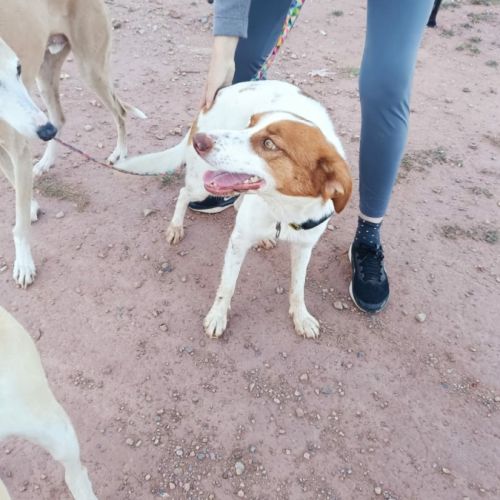 Centella 3 ans, adorable petite chienne joyeuse #2