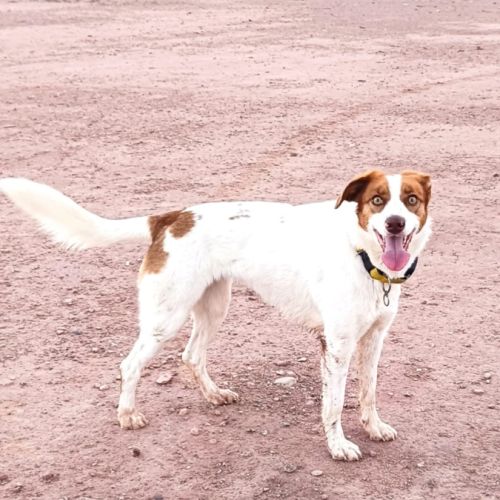 Centella 3 ans, adorable petite chienne joyeuse #3