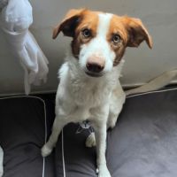 Centella 3 ans, adorable petite chienne joyeuse #1