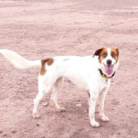 Centella 3 ans, adorable petite chienne joyeuse #3