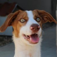 Centella 3 ans, adorable petite chienne joyeuse #4