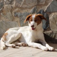 Centella 3 ans, adorable petite chienne joyeuse #5