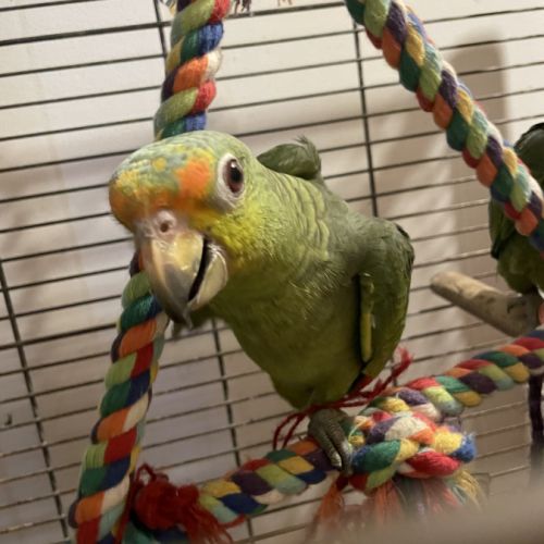 Perroquet amazone hybride eam #1