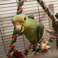 Perroquet amazone hybride eam #1