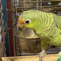 Perroquet amazone hybride eam