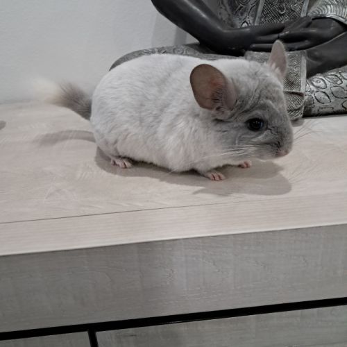 Chinchilla #2