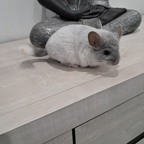 Chinchilla #3