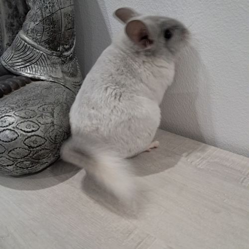 Chinchilla #4
