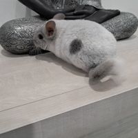 Chinchilla