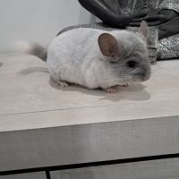 Chinchilla #2