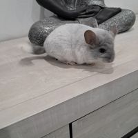 Chinchilla #3