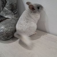 Chinchilla #4