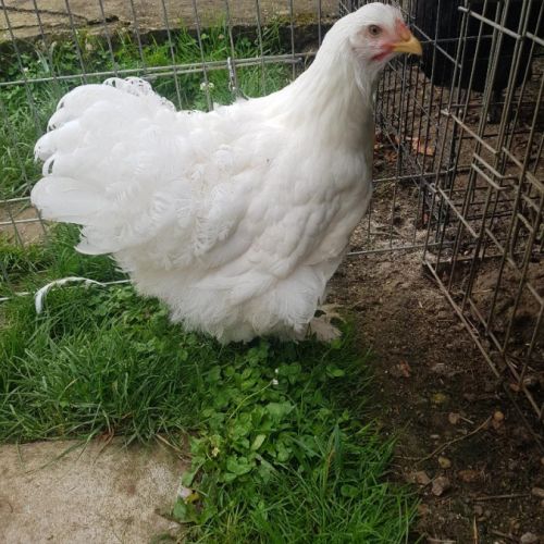 Oeuf fécondé, poussin, poule et coq cochin. #0